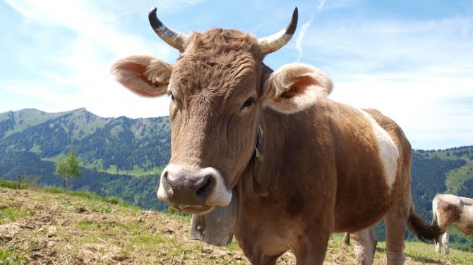 Prozessbeginn in Memmingen: Landwirte wegen Tierquälerei angeklagt | AllgäuHIT