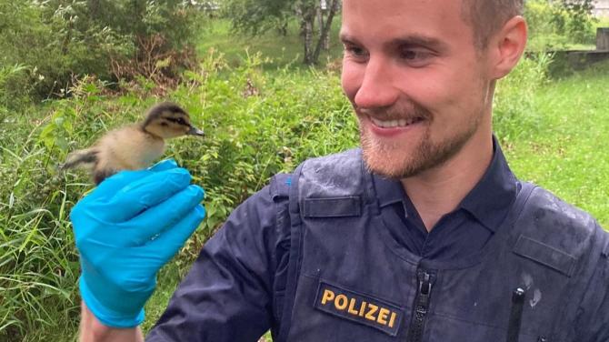 Tierischer Einsatz in Memmingen: Polizei rettet Entenfamilie | AllgäuHIT