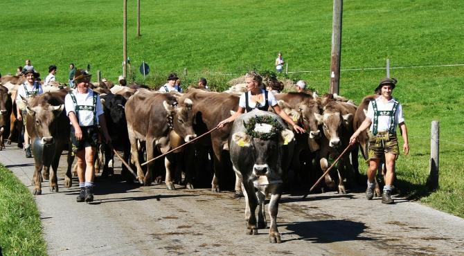 Viehscheid im Allgäu: Termine zum Almabtrieb / Alpabtrieb 2023 | AllgäuHIT