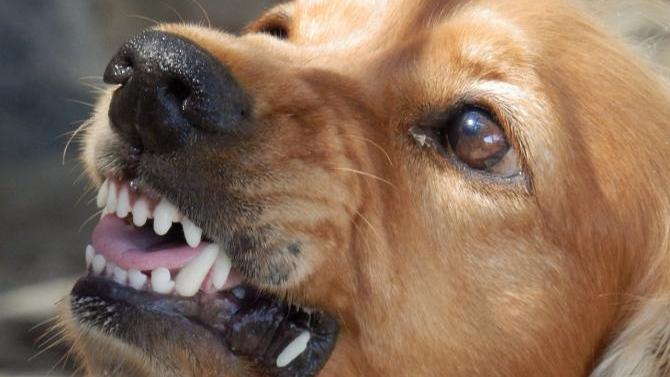 Postzusteller muss nach Hunde-Attacke in Germaringen in Klinik | AllgäuHIT