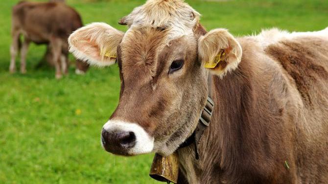 Immenstadt: Zeugenaussagen werfen neues Licht auf Streit um Kühe | AllgäuHIT