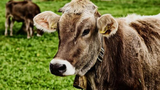 Immenstadt: Mann prallt auf Rodelbahn mit Kuh zusammen | AllgäuHIT