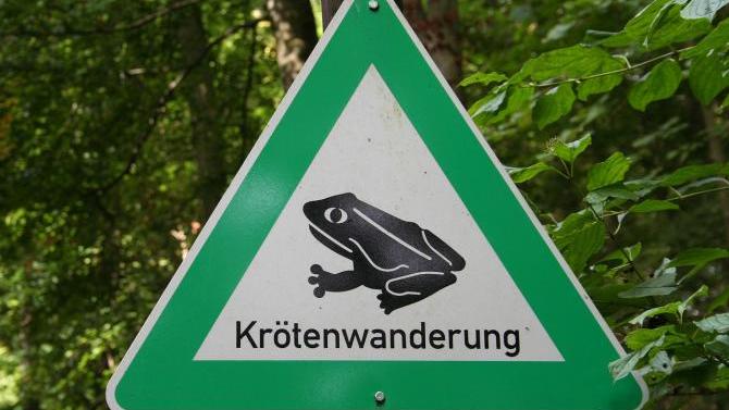 Frühzeitige Amphibienwanderung am Bodensee | AllgäuHIT