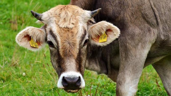 Herrenlose Kuh verursacht Schaden in Buchloe | AllgäuHIT