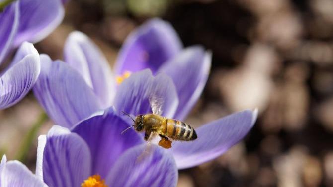 Milde Temperaturen sorgen für frühen Bienenflug im Allgäu | AllgäuHIT