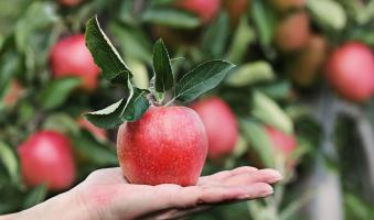 Foto: Apfelernte durch Frost gefährdet - Frühe Apfelblüte steht bevor -