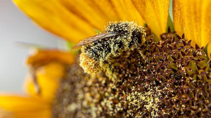 Jede Menge Pollen schon unterwegs: Die fünfte Jahreszeit für Alle | AllgäuHIT