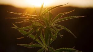 Junge Liberale Allgäu begrüßen Legalisierung von Cannabis | AllgäuHIT