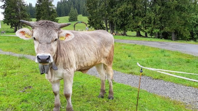 Ökomodellregion Oberallgäu: Mehr Rindfleisch für´s Klima ? | AllgäuHIT