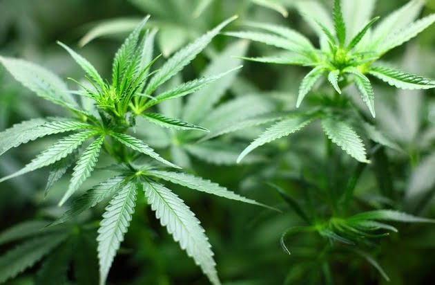 Vermittlungsausschuss abgewendet: Cannabislegalisierung kommt zum 1. April