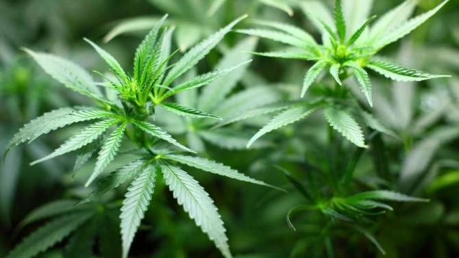 Legalisierung von Cannabis - erster Eindruck der Polizei | AllgäuHIT